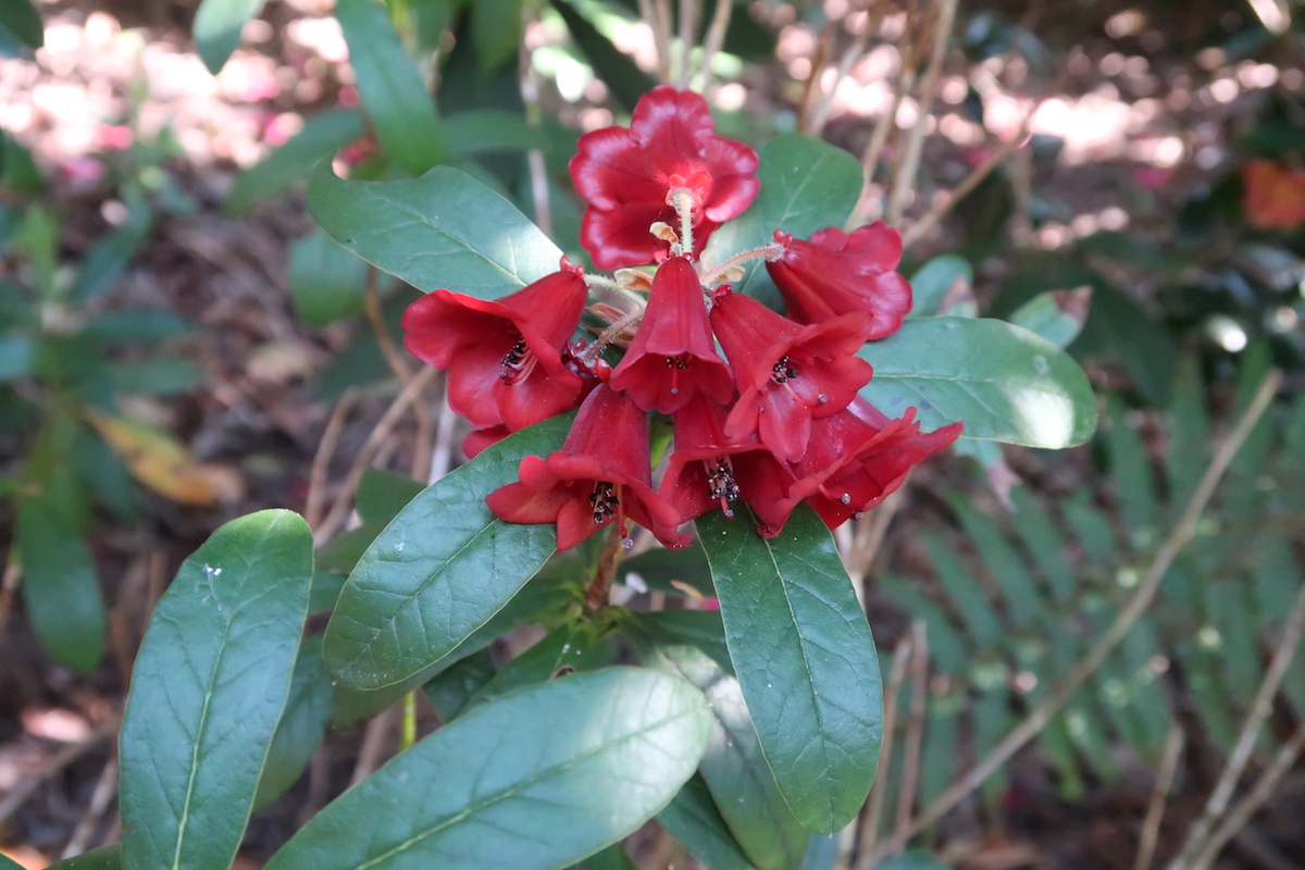 R. sanguineum ssp. sanguineum var. haemaleum